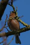 Fringilla coelebs