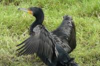 Phalacrocorax carbo