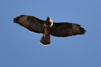 Buteo buteo