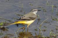 Motacilla cinerea