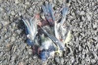 Cyanistes caeruleus