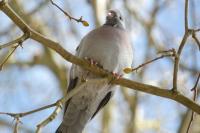 Columba oenas