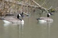 Branta canadensis