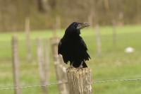 Corvus frugilegus