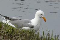 Larus michahellis