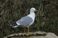 Larus michahellis