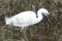 Egretta garzetta