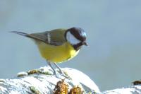 Parus major