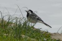 Motacilla alba