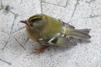 Regulus regulus
