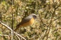 Phoenicurus phoenicurus
