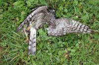 Accipiter nisus