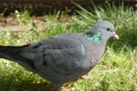 Columba oenas