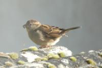 Passer domesticus