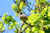 Emberiza cirlus