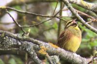 Emberiza cirlus