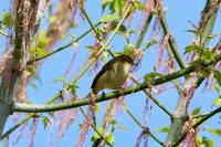 Phylloscopus collybita