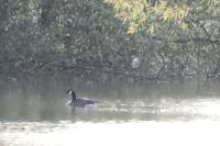 Branta canadensis