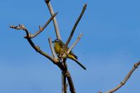 Motacilla flava