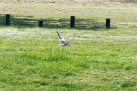 Sterna hirundo