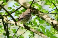 Turdus philomelos