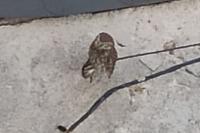 Athene noctua