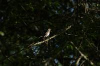 Sylvia atricapilla