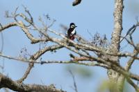 Dendrocopos major