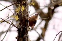 Sitta europaea