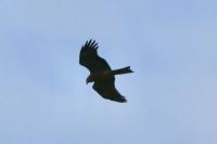 Milvus migrans