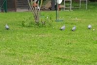 Columba livia