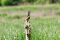 Emberiza cirlus