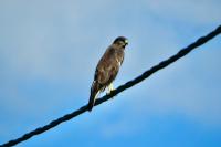 Buteo buteo