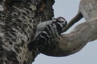 Dendrocopos minor