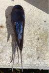 Hirundo rustica
