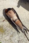 Hirundo rustica