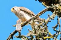 Falco tinnunculus