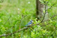 Cyanistes caeruleus