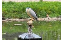 Nycticorax nycticorax