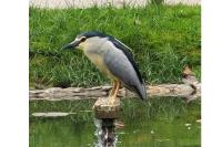 Nycticorax nycticorax