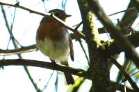 Erithacus rubecula