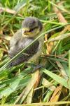 Cyanistes caeruleus