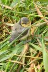 Cyanistes caeruleus