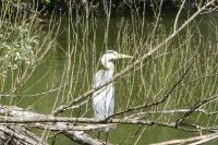 Ardea cinerea