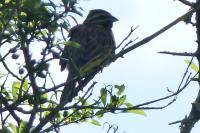 Emberiza cirlus