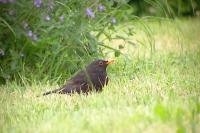 Turdus merula