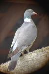Columba palumbus