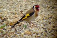 Carduelis carduelis