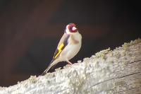 Carduelis carduelis
