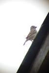 Passer domesticus